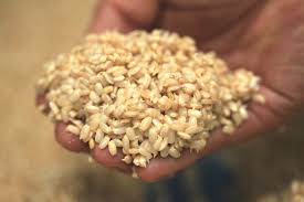 Brown Glutinous Rice for sale
