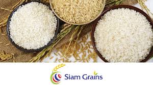buying real Hom Mali rice in Bulk