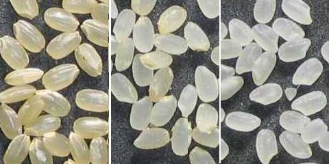 export quality Thai jasmine rice milling and grading