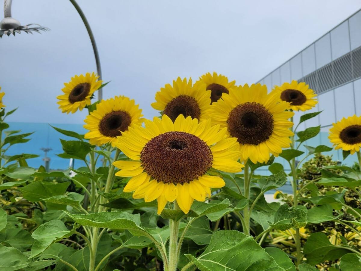 organic sunflower oil supplier specification sheet - acid value, peroxide value, smoke point