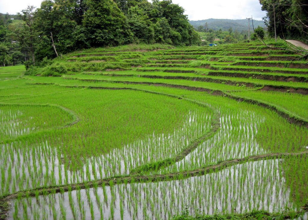 Hom Mali rice supplier paddy fields in the recognized growing region of Thailand