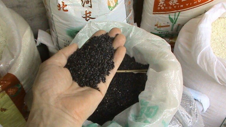 Black rice supplier - raw black forbidden rice grains
