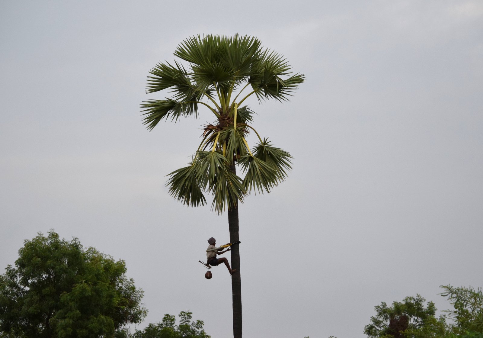 Coconut sugar supplier - tapping palm sap by traditional method