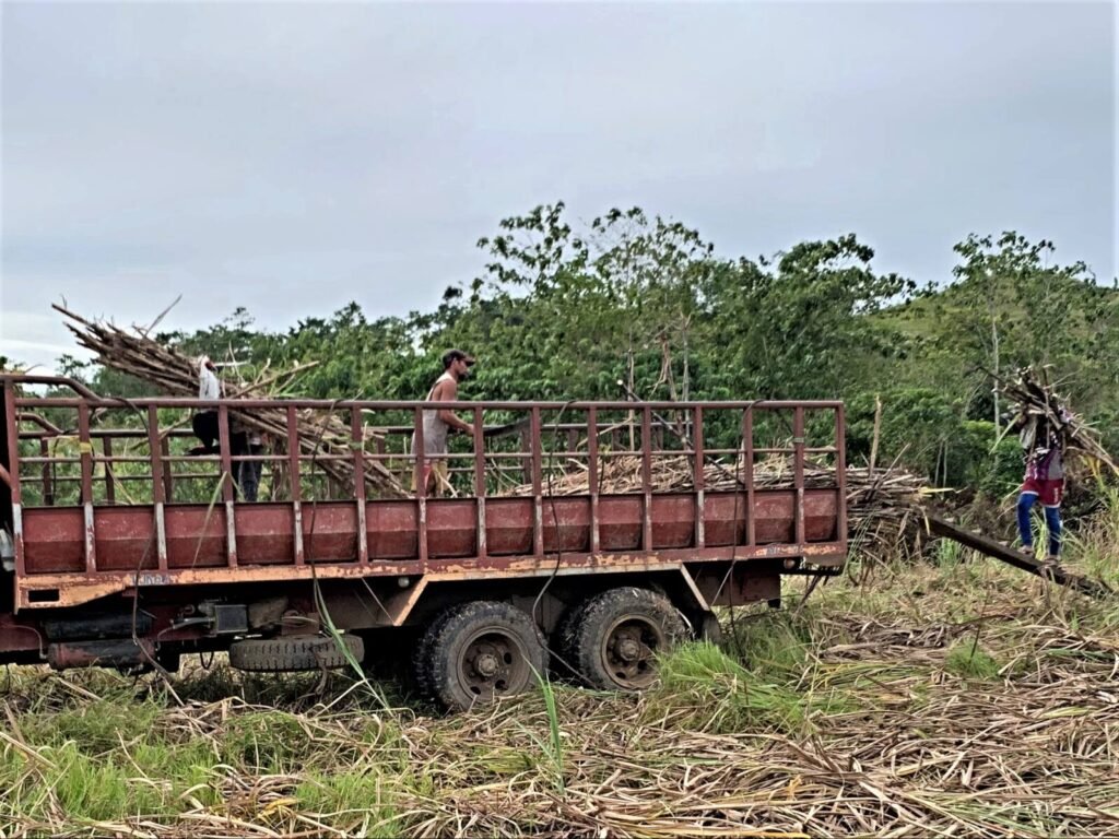 Sugar cane harvest used by our muscovado sugar supplier mill