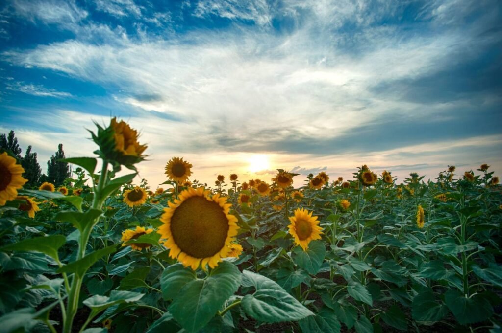 Sunflower field supplying oil for bulk export