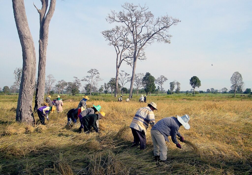 Thai jasmine rice new crop season
